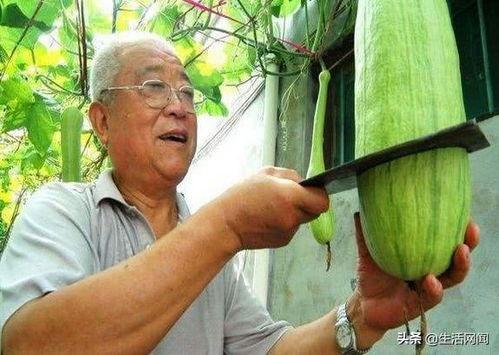 奇怪的瓜怎么吃,探索奇怪瓜果的独特食用之道