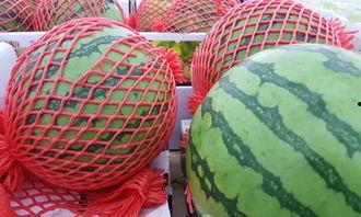 吃瓜器教程,夏日消暑必备技能